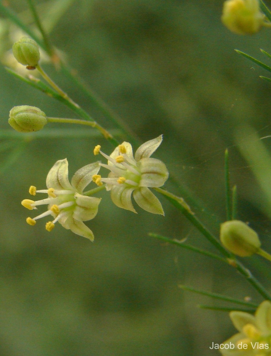 Asparagus officinalis L.